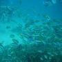 DSC00196.JPG