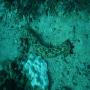 DSC00225.JPG