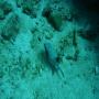 DSC00235.JPG
